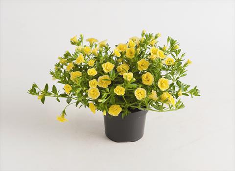 Foto de variedad de flores para ser usadas como: Maceta o cesta de trasplante Calibrachoa hybrida Can-Can® Rosies Dark Yellow