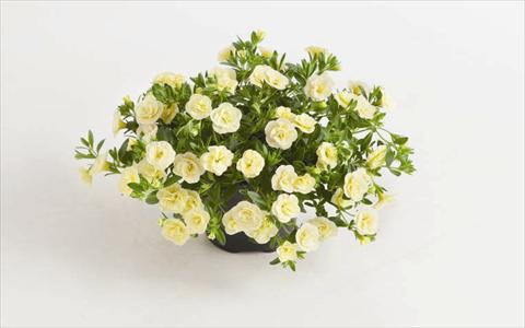 Foto de variedad de flores para ser usadas como: Maceta o cesta de trasplante Calibrachoa hybrida Can-Can® Rosies Light Yellow