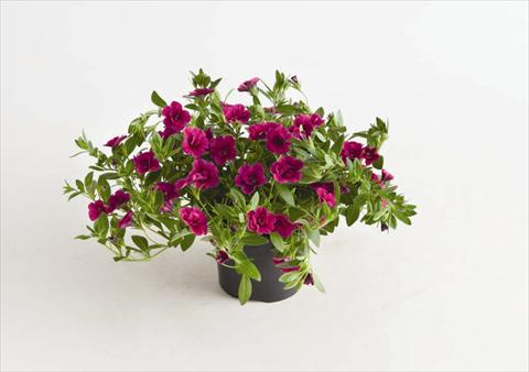 Foto de variedad de flores para ser usadas como: Maceta o cesta de trasplante Calibrachoa hybrida Can-Can® Rosies Magenta