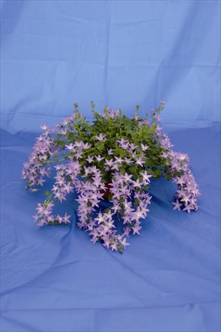 Foto de variedad de flores para ser usadas como: Maceta y planta de temporada Campanula poscharskyana Hirsch Blue