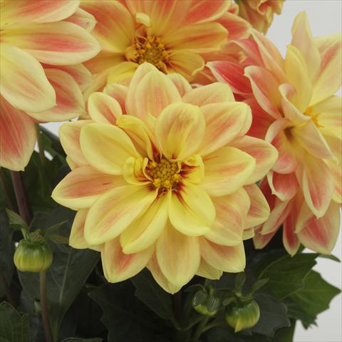 Foto de variedad de flores para ser usadas como: Maceta y planta de temporada Dahlia x hybrida Dahlietta™ Coby Orange Yellow