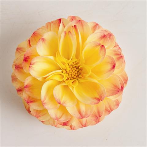 Foto de variedad de flores para ser usadas como: Maceta y planta de temporada Dahlia x hybrida Pomponetta Bicolor Red Yellow