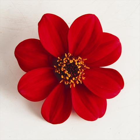 Foto de variedad de flores para ser usadas como: Maceta y planta de temporada Dahlia x hybrida Happy Days® Red