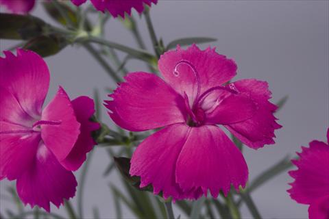 Foto de variedad de flores para ser usadas como: Maceta y planta de temporada Dianthus hybridus Dinetta Lilac