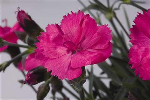 Foto de variedad de flores para ser usadas como: Maceta y planta de temporada Dianthus hybridus Dinetta Pink