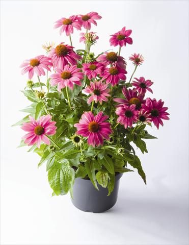 Foto de variedad de flores para ser usadas como: Maceta y planta de temporada Echinacea purpurea PowWow™ Wild Berry