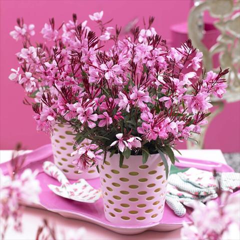 Foto de variedad de flores para ser usadas como: Maceta Gaura lindheimeri Gaudi® Rose