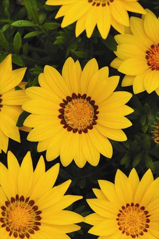 Foto de variedad de flores para ser usadas como: Maceta y planta de temporada Gazania rigens New Day Yellow Improved