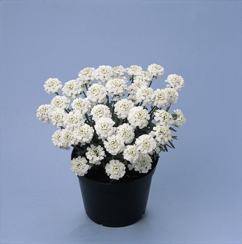 Foto de variedad de flores para ser usadas como: Maceta y planta de temporada Iberis sempervirens Snowwheel