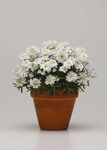 Foto de variedad de flores para ser usadas como: Maceta y planta de temporada Iberis sempervirens Whiteout