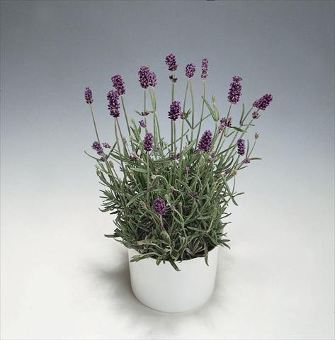 Foto de variedad de flores para ser usadas como: Maceta y planta de temporada Lavandula angustifolia Blue River