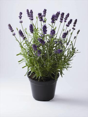 Foto de variedad de flores para ser usadas como: Maceta y planta de temporada Lavandula angustifolia Early Hidcote