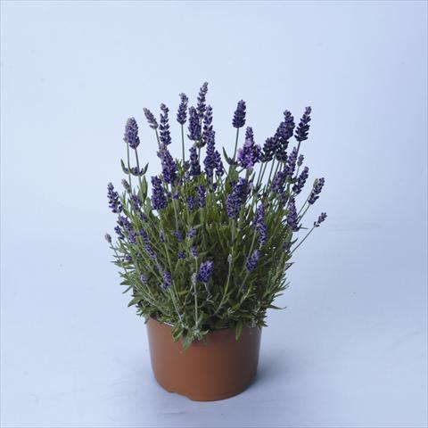 Foto de variedad de flores para ser usadas como: Maceta y planta de temporada Lavandula angustifolia Lavance® Purple