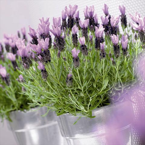 Foto de variedad de flores para ser usadas como: Maceta y planta de temporada Lavandula stoechas Little Bee® Purple
