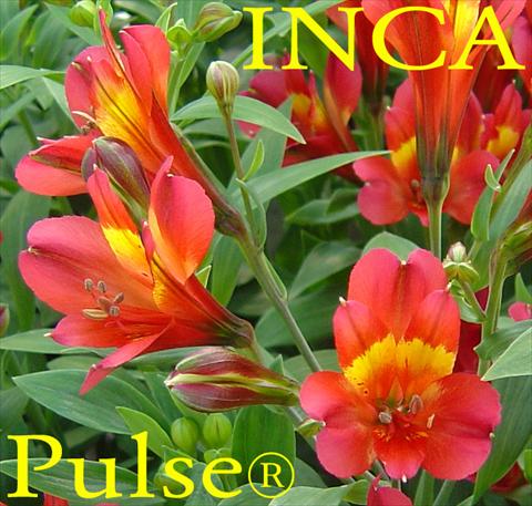 Foto de variedad de flores para ser usadas como: Planta de temporada / borde del macizo Alstroemeria Inca® Pulse