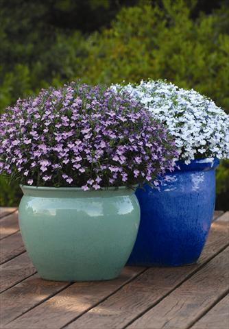 Foto de variedad de flores para ser usadas como: Maceta y planta de temporada Lobelia erinus Hot Springs™ Lavender