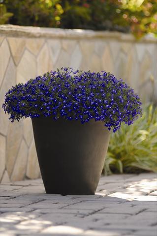Foto de variedad de flores para ser usadas como: Maceta y planta de temporada Lobelia erinus Sweet Springs Blue