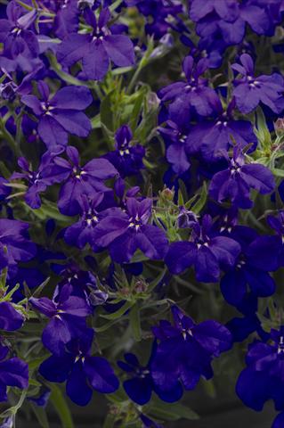 Foto de variedad de flores para ser usadas como: Maceta y planta de temporada Lobelia erinus Sweet Springs Dark Blue