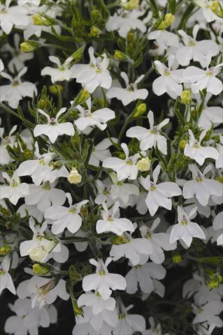 Foto de variedad de flores para ser usadas como: Maceta y planta de temporada Lobelia erinus Lobelia erinus Sweet Springs White