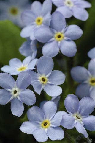 Foto de variedad de flores para ser usadas como: Maceta y planta de temporada Myosotis sylvatica Mon Amie Blue