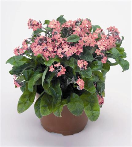 Foto de variedad de flores para ser usadas como: Maceta y planta de temporada Myosotis sylvatica Rosylva