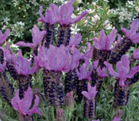 Foto de variedad de flores para ser usadas como: Planta de temporada / borde del macizo Lavandula stoechas Ruffles Blueberry