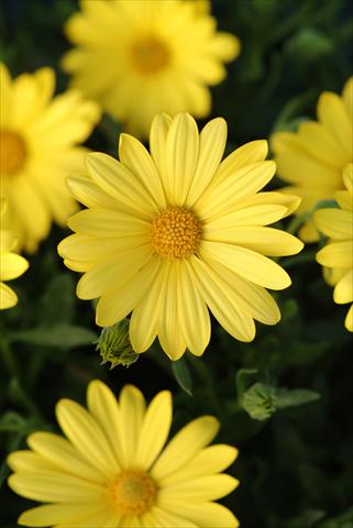 Foto de variedad de flores para ser usadas como: Maceta y planta de temporada Osteospermum ecklonis Voltage™ Yellow