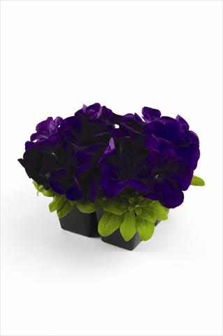Foto de variedad de flores para ser usadas como: Maceta y planta de temporada Petunia grandiflora Pacta Parade Blue