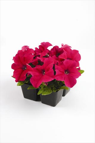 Foto de variedad de flores para ser usadas como: Maceta o cesta de trasplante Petunia grandiflora Pacta Parade Pink-Rose
