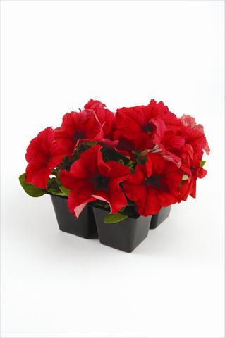 Foto de variedad de flores para ser usadas como: Maceta o cesta de trasplante Petunia grandiflora Pacta Parade Red
