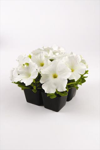 Foto de variedad de flores para ser usadas como: Maceta o cesta de trasplante Petunia grandiflora Pacta Parade White