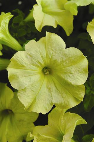 Foto de variedad de flores para ser usadas como: Maceta o cesta de trasplante Petunia grandiflora Sophistica F1 Lime Green