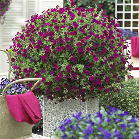 Foto de variedad de flores para ser usadas como: Maceta o cesta de trasplante Petunia hybrida Blanket™ Zinfandel