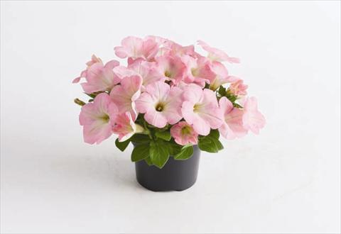 Foto de variedad de flores para ser usadas como: Maceta o cesta de trasplante Petunia hybrida GO!Tunia® Light Pink