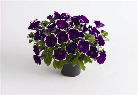 Foto de variedad de flores para ser usadas como: Maceta y planta de temporada Petunia hybrida Viva® Picotee Blue