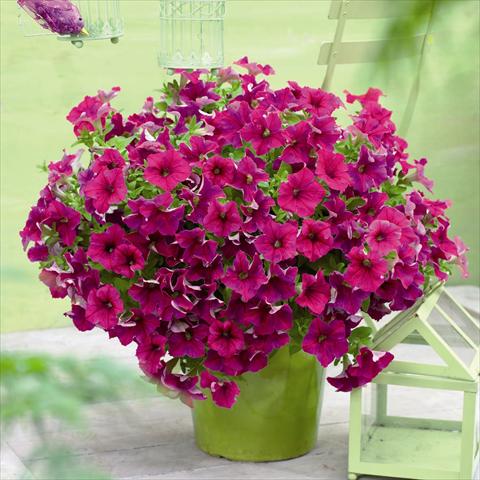 Foto de variedad de flores para ser usadas como: Maceta y planta de temporada Petunia hybrida GO!Tunia® Neon Pink