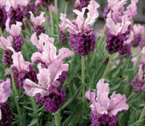 Foto de variedad de flores para ser usadas como: Planta de temporada / borde del macizo Lavandula stoechas Ruffles Boysenberry