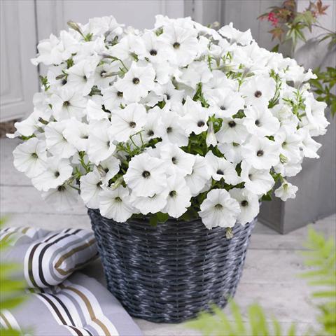 Foto de variedad de flores para ser usadas como: Maceta y planta de temporada Petunia hybrida GO!Tunia® White
