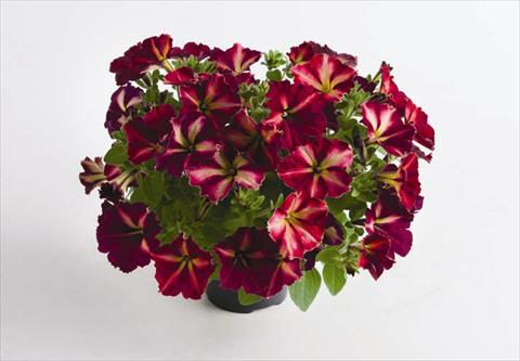 Foto de variedad de flores para ser usadas como: Maceta y planta de temporada Petunia hybrida Mystical® Cha Ching