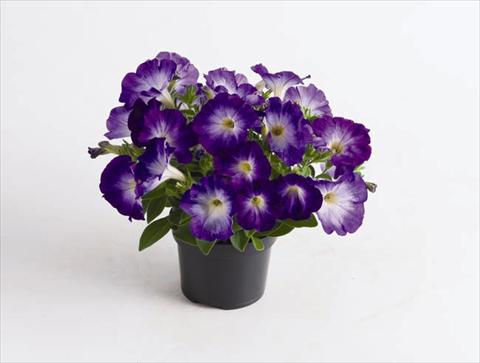 Foto de variedad de flores para ser usadas como: Maceta y planta de temporada Petunia hybrida Viva® Blue Morn