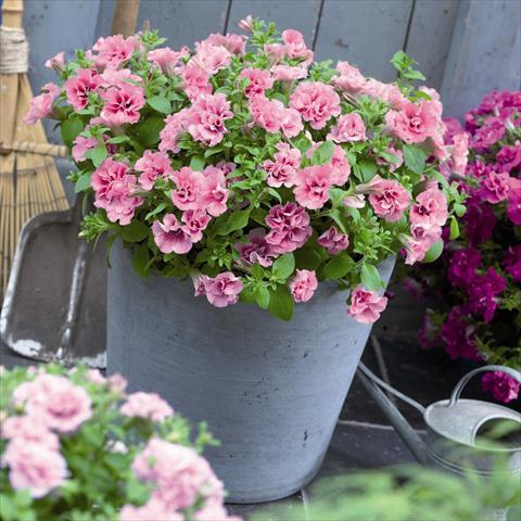 Foto de variedad de flores para ser usadas como: Maceta y planta de temporada Petunia hybrida Viva® Double Pink
