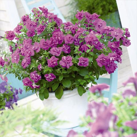 Foto de variedad de flores para ser usadas como: Maceta y planta de temporada Petunia hybrida Viva® Double Purple