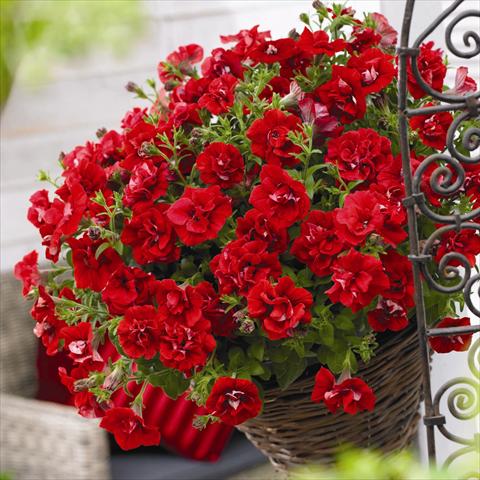 Foto de variedad de flores para ser usadas como: Maceta y planta de temporada Petunia hybrida Viva® Double Red
