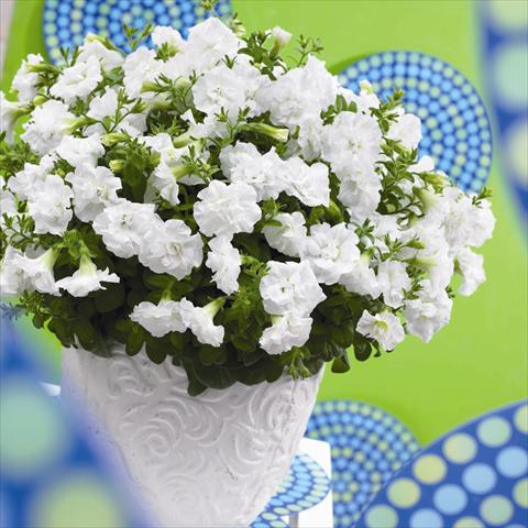 Foto de variedad de flores para ser usadas como: Maceta y planta de temporada Petunia hybrida Viva® Double White