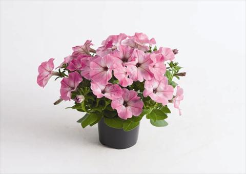 Foto de variedad de flores para ser usadas como: Maceta y planta de temporada Petunia hybrida Viva® Pink Morn