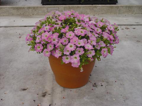 Foto de variedad de flores para ser usadas como: Maceta y planta de temporada Petunia hybrida Vivini™ Pink