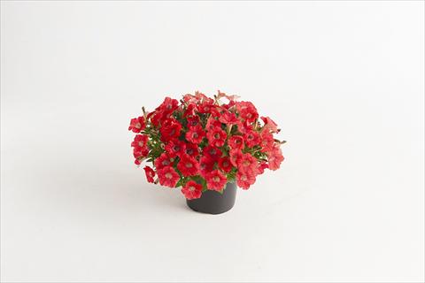 Foto de variedad de flores para ser usadas como: Maceta y planta de temporada Petunia hybrida Vivini™ Red