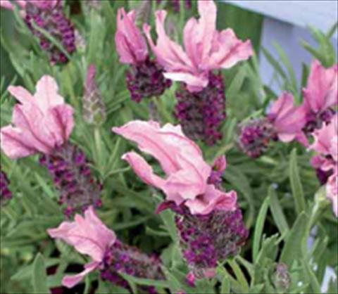 Foto de variedad de flores para ser usadas como: Planta de temporada / borde del macizo Lavandula stoechas Ruffles Mulberry