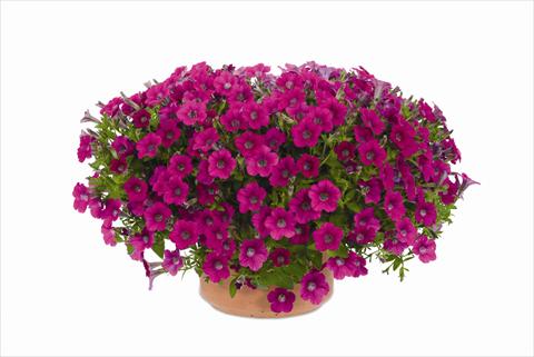 Foto de variedad de flores para ser usadas como: Maceta y planta de temporada Petunia hybrida Vivini™ Rose