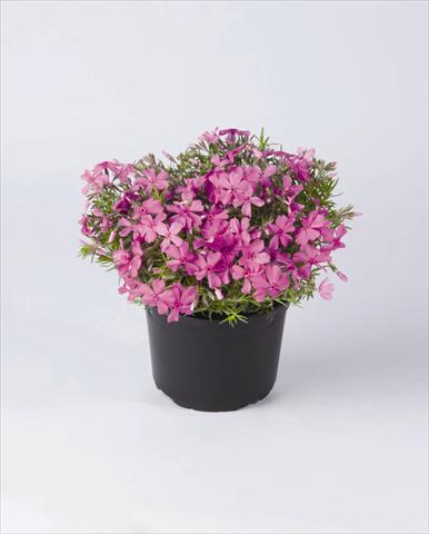 Foto de variedad de flores para ser usadas como: Maceta y planta de temporada Phlox subulata Early Spring Lavender